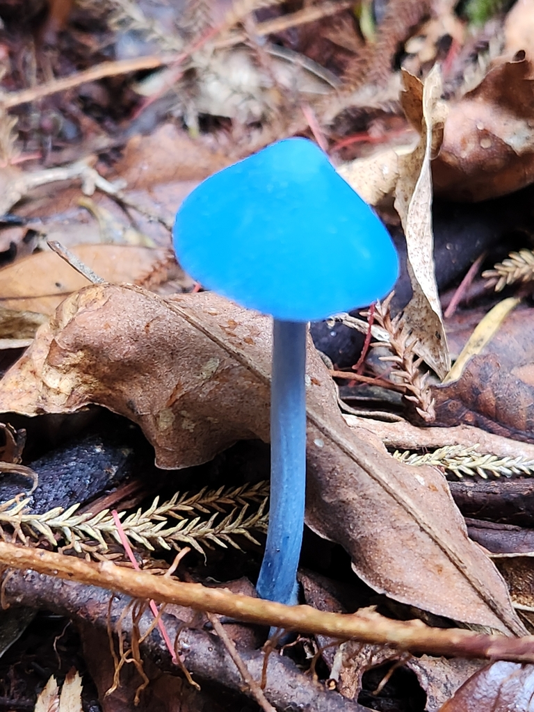 Entoloma hochstetteri · March 2025 · photo: © chel123 (iNaturalist, cc0)