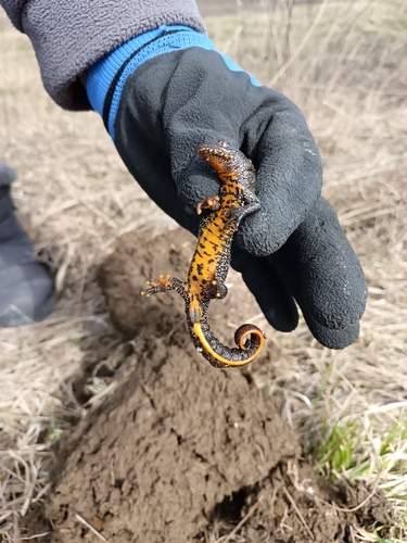 Great Crested Newt
