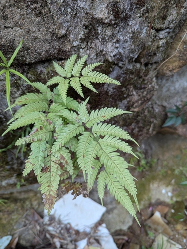 Pteris fauriei iNat (2)