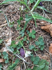 Trifolium repens