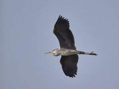 Grey Heron photo 5