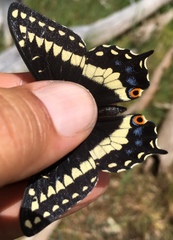Papilio indra
