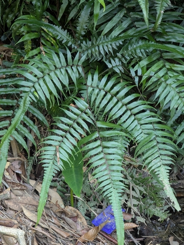 Cyathea podophylla iNat (3)