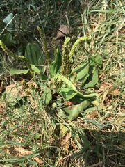 Plantago major