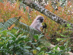 Presbytis siamensis