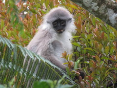 Presbytis siamensis