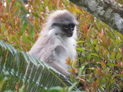 Presbytis siamensis