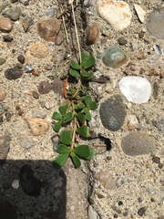 Portulaca oleracea