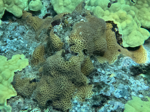 Leptastrea transversa observed 2025-03-21