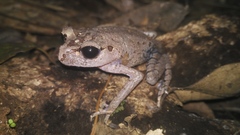 Leptobrachium hasseltii