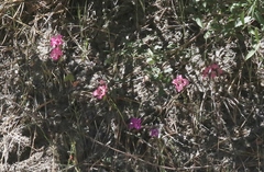Clarkia unguiculata
