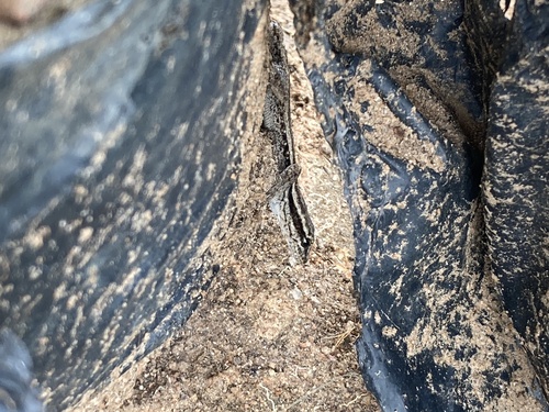 Common Dwarf Gecko