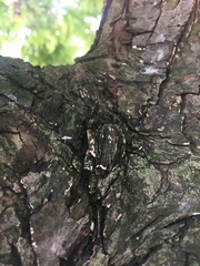 Fungi