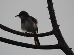 Prinia hodgsonii