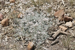 Eriogonum kennedyi