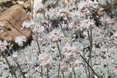 Eriogonum kennedyi