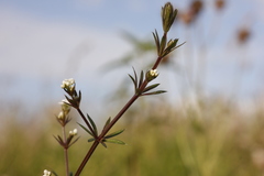 Galium uliginosum