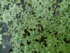 Callitriche cophocarpa