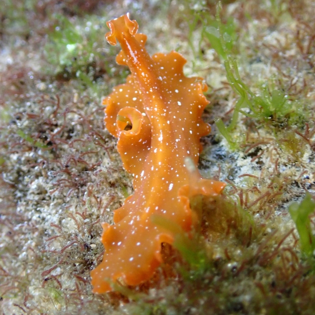 Phrikoceros