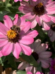 Apis mellifera