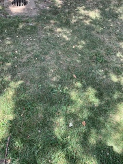 Apis mellifera