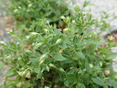 Moehringia trinervia