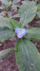 Commelina virginica