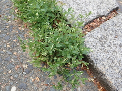 Moehringia trinervia