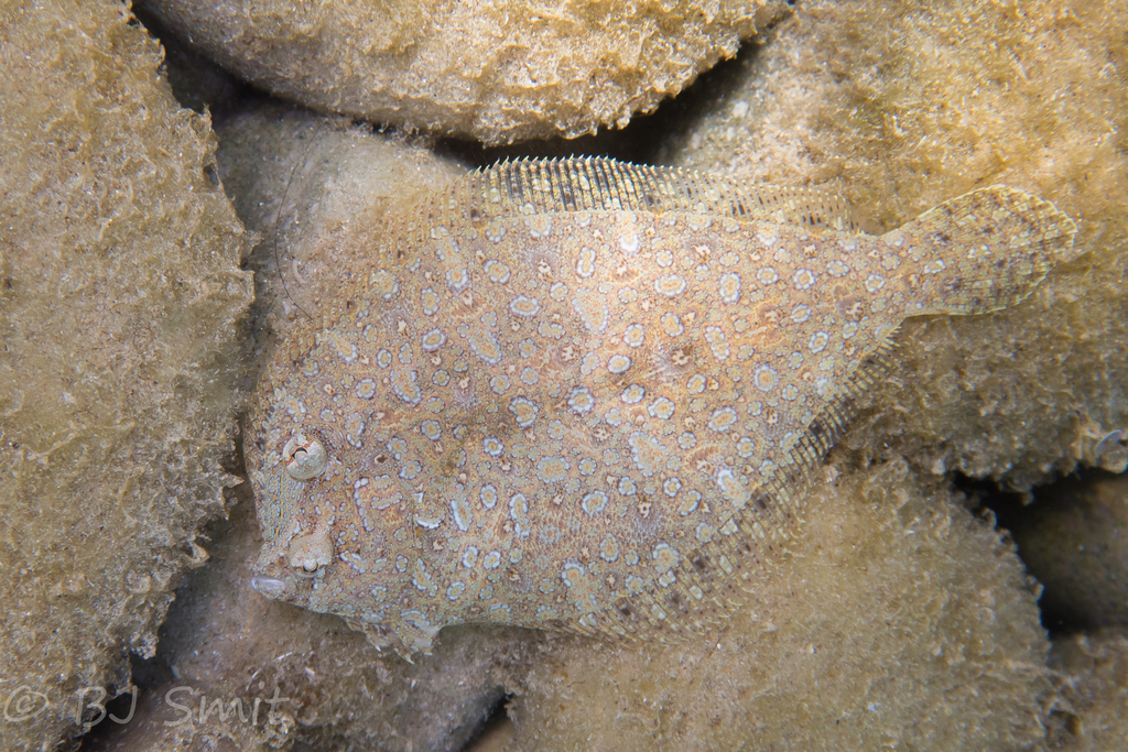 Wide-eyed Flounder