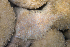 Wide-Eyed Flounder photo 3