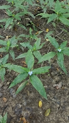 Commelina virginica