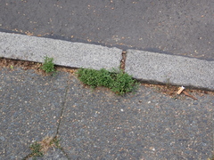 Moehringia trinervia