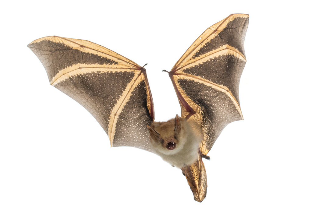 Welwitsch's Myotis