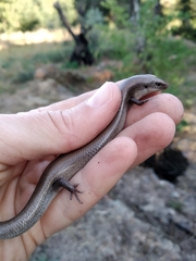 Chalcides bedriagai