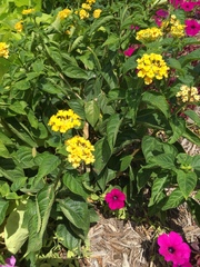 Lantana