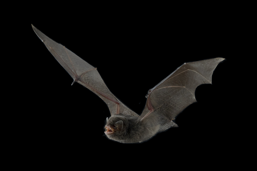 Wilson's Long-Fingered Bat