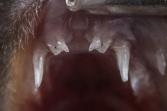 Wilson's Long-Fingered Bat photo 2