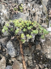 Draba stenopetala