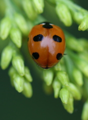Coccinella magnifica