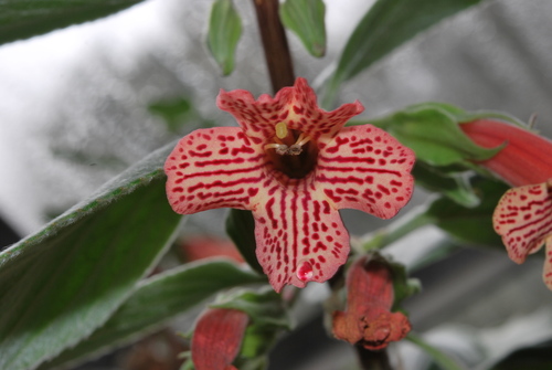 Vanhouttea brueggeri