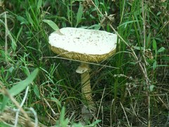 Saproamanita vittadinii