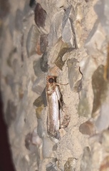 Denticera divisella