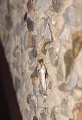 Denticera divisella