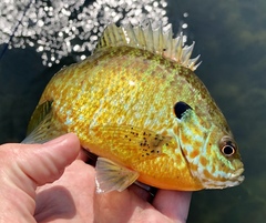 Lepomis gibbosus × macrochirus