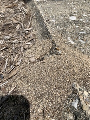 Formicidae