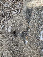 Formicidae