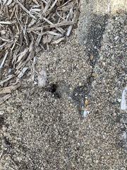 Formicidae