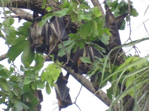 Straw-coloured Fruit Bat