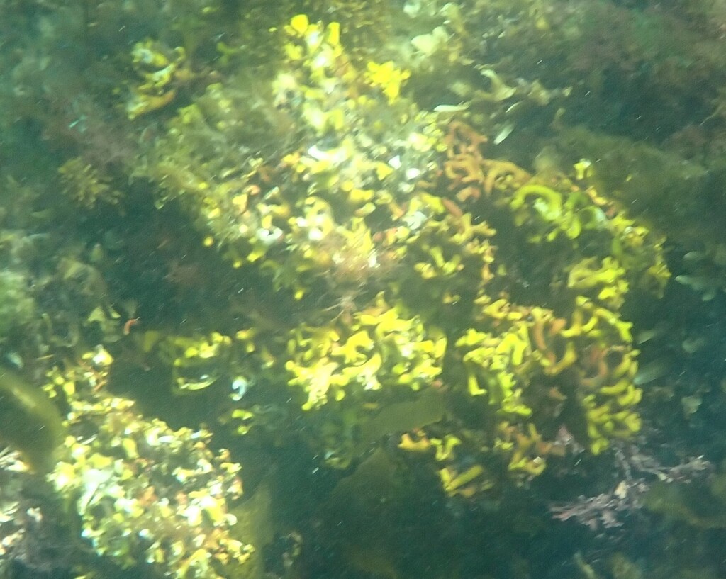 Curdiea irvineae