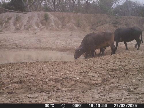 Sudanese Buffalo